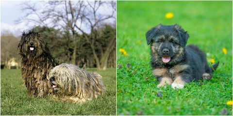 un cachorro bergamasco y un adulto