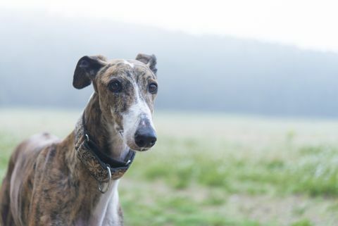 Galgo en un prado