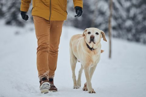 paseo de perros de invierno cubierto de nieve