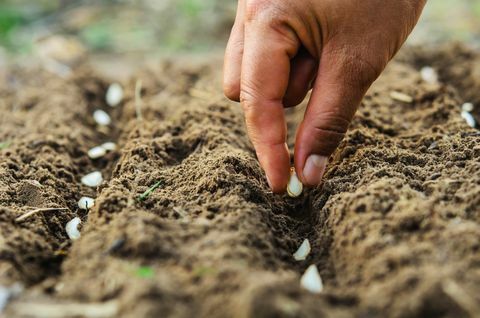 mano plantando semillas de calabaza de médula en el huerto