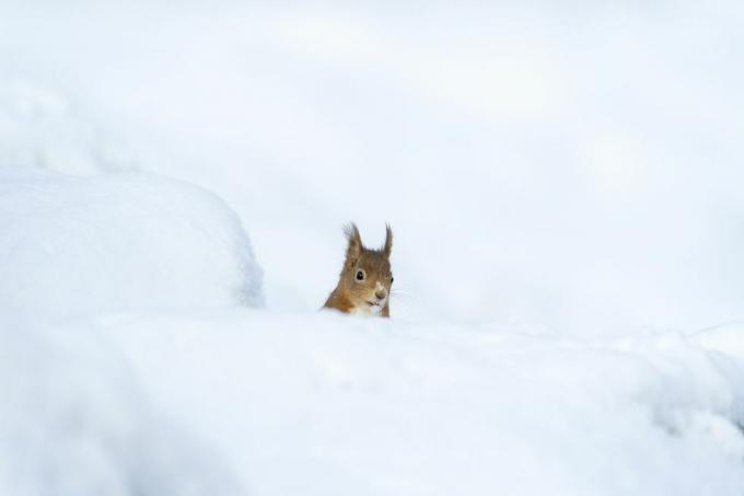 animales en la nieve reino unido