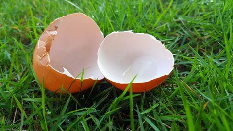 cáscara de huevo rota sobre hierba