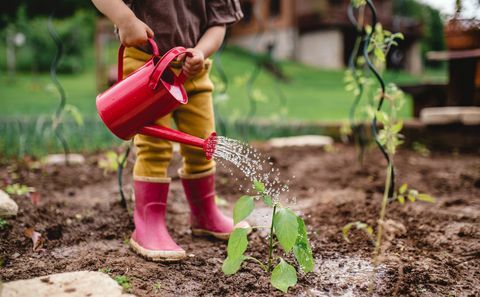 Una sección media del retrato de un lindo niño pequeño jardinería al aire libre