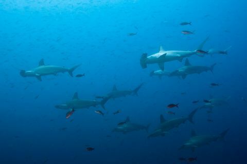 Aparentemente, tres especies de tiburones se dirigen a las costas del Reino Unido.