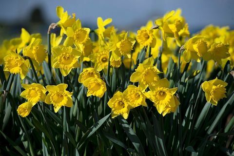 Narcisos en primavera