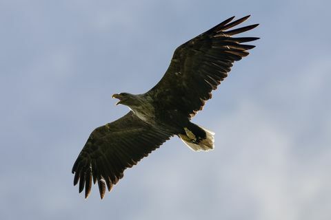 Águilas de cola blanca supervisadas antes del proyecto de reintroducción