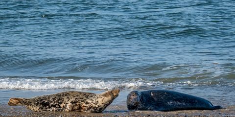 Se espera que nazcan miles de crías de foca