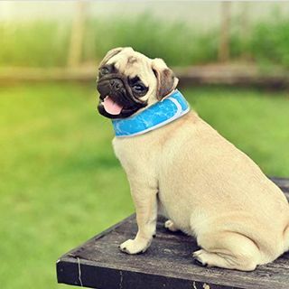 Nobleza cool dog collar | Pack de 2 |, perro cool bandana chill out, collar de enfriamiento para perros, Ajustable y transpirable Summer collar para perros cool, Dog Ice Scarf Blue M, adecuado para cuello de 40 cm a 54 cm