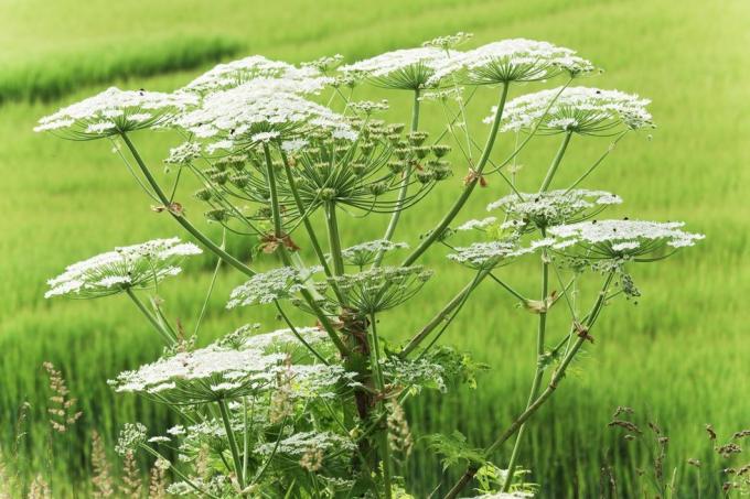 hogweed gigante