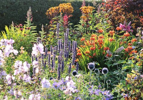 Dunvorist Cottage, Angus, plantas perennes herbáceas - Esquema de los jardines de Escocia