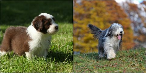 perro collie barbudo como cachorro y adulto