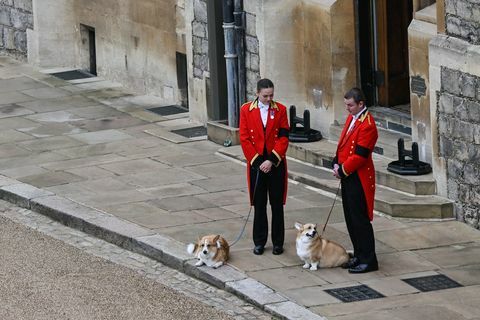 corgis funerarios de la reina elizabeth