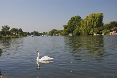 Cisne en el río Támesis en Walton-on-Thames, Surrey, en un día soleado con cielos azules