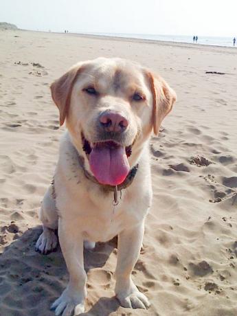 Stumpy el Labrador en la playa