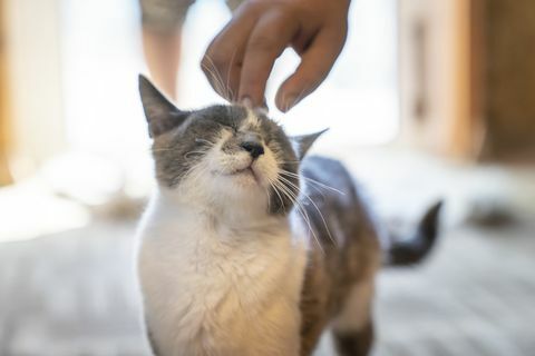 el gato está ligeramente arañado en la cabeza con una mano humana el animal está feliz una foto con la luz disponible en casa