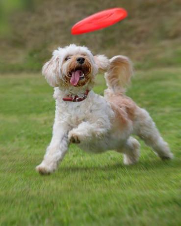 perro atrapando frisbee