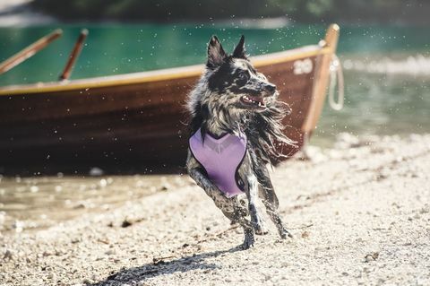 Foto de arnés de perro Hurtta