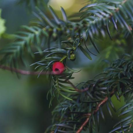 baya roja colgando de un árbol de tejo