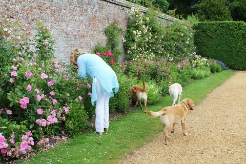 lady carnarvon labradors highclere castle jardín de rosas