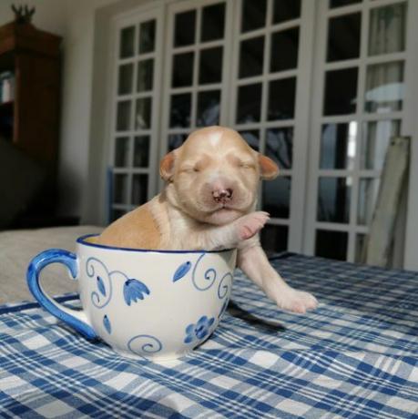 Pequeño cachorro en una taza de té