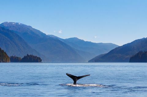 ballena jorobada y la costa noroeste del pacífico