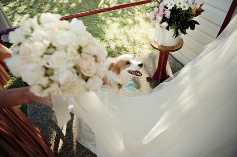 Perro en la recepción de la boda