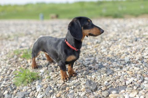 Cachorro Dachshund en la playa.