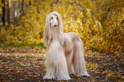 perro, hermoso sabueso afgano, retrato completo, contra el fondo del bosque de otoño, espacio para texto