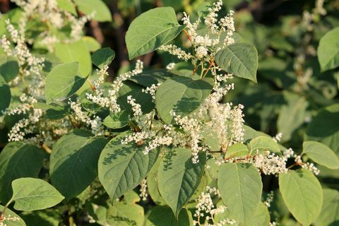 Fallopia japonica o rama de nudillos japoneses con hojas verdes y flores blancas