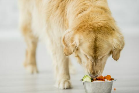 pueden los perros comer frutas y verduras