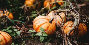 evitar que las calabazas se pudran en la vid