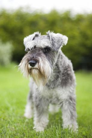 Schnauzer miniatura