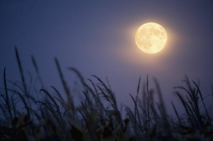 Luna de cosecha.