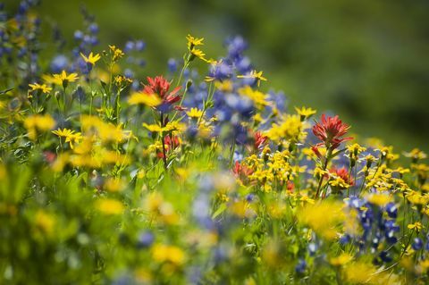 Cómo las flores silvestres pueden reducir el uso de pesticidas