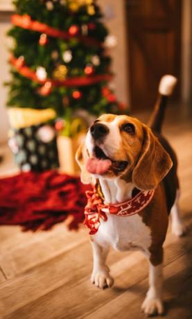 cachorro feliz celebrando la navidad en casa
