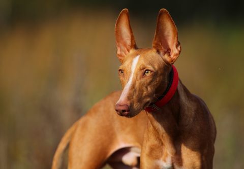 cachorro cirneco