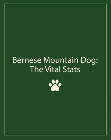 Perro de montaña de Bernese
