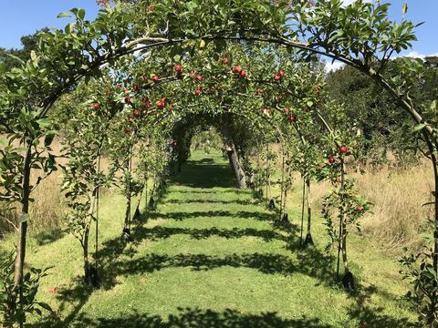 los arcos de manzana en cliveden, atendidos por el fideicomiso nacional