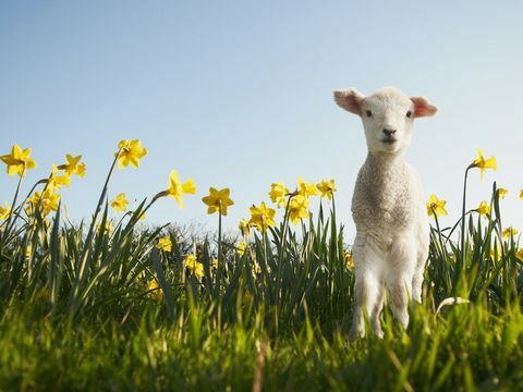 Cordero en un campo de narcisos en primavera