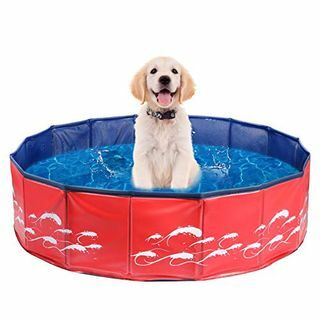 Piscina infantil plegable para perros Delicacy 