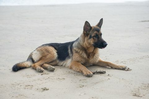 Perro pastor alemán