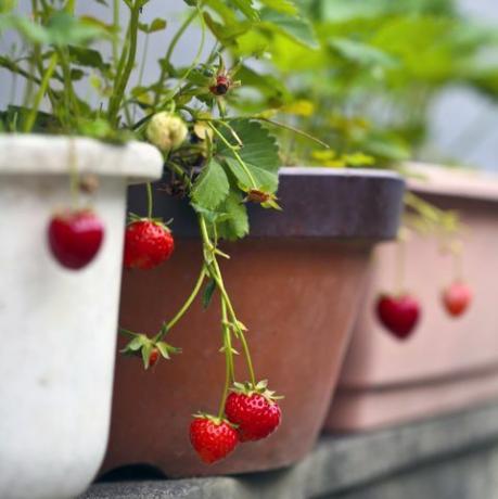 cultivar frutas y verduras en macetas fresas