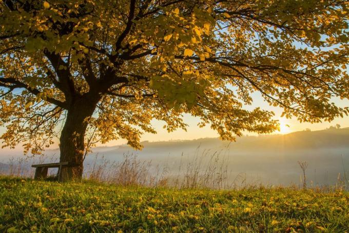 árbol de otoño en el campo con niebla al amanecer