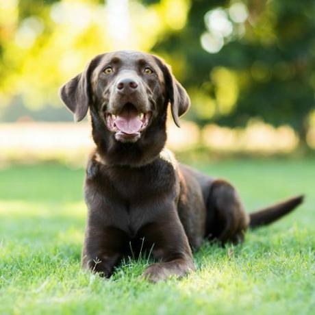 Labrador retriever