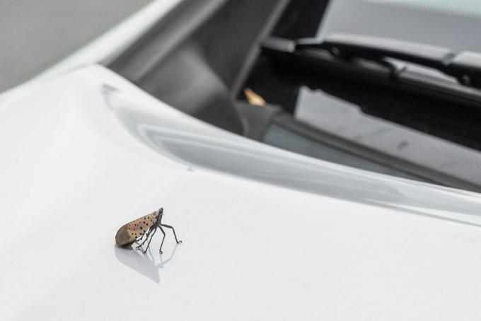 lo que se ve mosca linterna en un automóvil