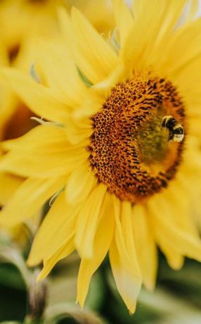 hermoso campo de girasoles en el reino unido abeja obrera recolectando polen