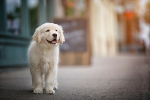 Perro Golden Retriever en el pavimento