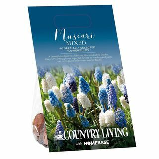 Bulbos de flores mixtas Muscari de Country Living