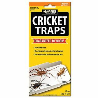 Trampas de pegamento Harris Cricket