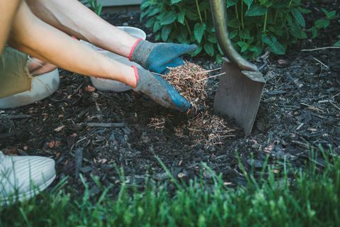 el hombre llena un agujero con mantillo de agujas de pino listo para plantar una nueva planta en su jardín